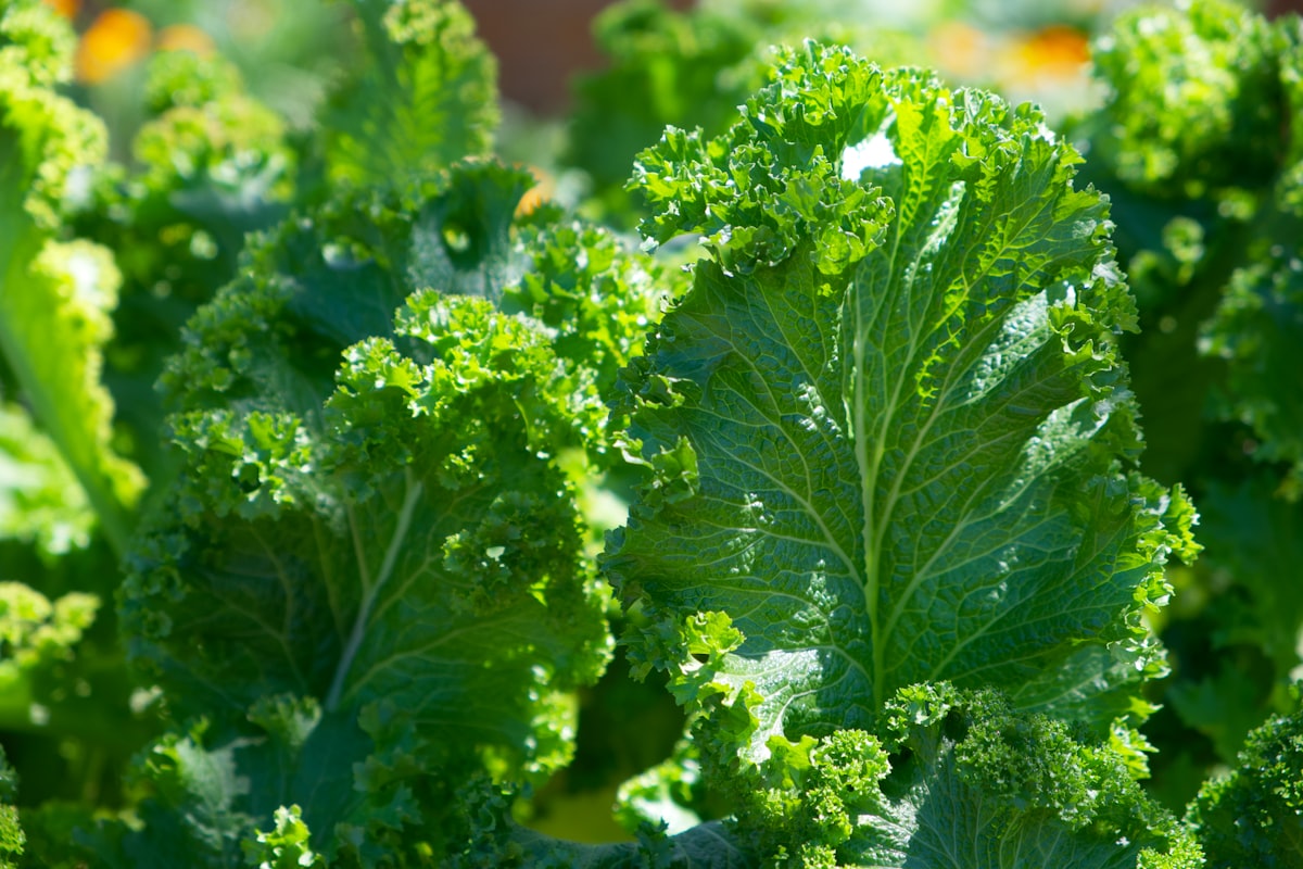 Antioxidáns pohárnév